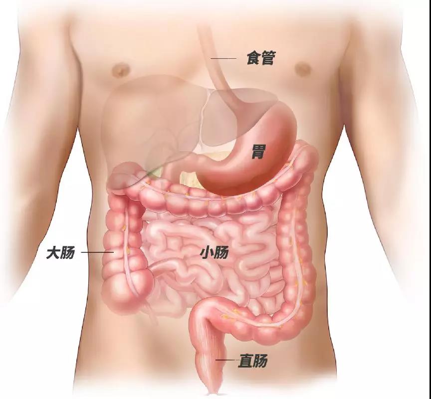 《我不是药神》中神药“伊马替尼”的另一主战场——胃肠道间质瘤