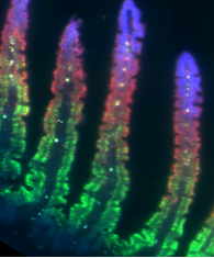 空间转录组测序|Cell-小鼠肠绒毛的带状分布模式